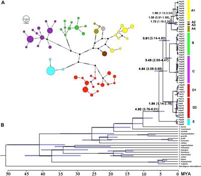 Eight in One: Hidden Diversity of the Bagrid Catfish Tachysurus albomarginatus s.l. (Rendhal, 1928) Widespread in Lowlands of South China